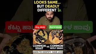 Выглядят одинаково, но смертельно отличаются 🐍Обыкновенный крайт против обыкновенного волка #serp...