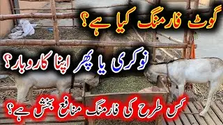 How To Start Goat Farming In Pakistan||Goat Farming In Pakistan