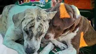 All the stray and abandoned dogs screamed with hunger, following me to the usual feeding place.