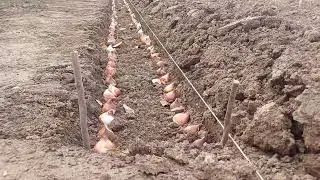 Лола экиш ишлари 05.11.23 йил.Тел: +998 93 733 76 05