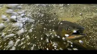 Tongass in F Major: Wild Salmon Run, Sitka Alaska 2021