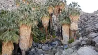 Fortynine Palms Oasis Hike - Joshua Tree National Park