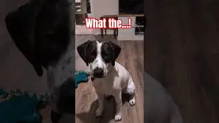Snoopy looks confused #snoopy #springerspaniel #cutedog #funny #dog