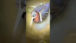 Berburu burung di sawah #burungsawah #shorts