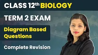 Class 12 Biology Diagram Based Questions (Chapter 8,11,12,13 &15) | CBSE 2024-25