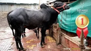 Khillar Maharashtrachi Shaan | कपिला खिल्लार वळू | Piraji Bhosale, Pune | Khillar | 2019