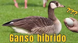 REPRODUÇÃO DO MEU GANSO HíBRIDO / FILHOTE DE PERU / @Sítio Do RB