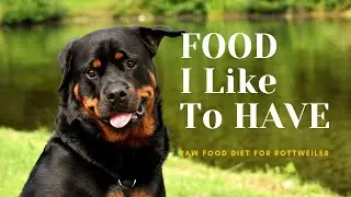 Raw Food Diet Plan For My Rottweiler
