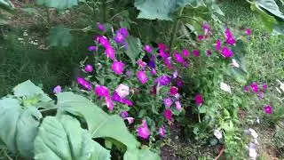 First Garden Tour June 13,2021