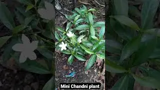 Chandni Flower Plant /Crepe Jasmine #shorts #short #jasmine #viral #virlvideo #youtube#youtubeshorts