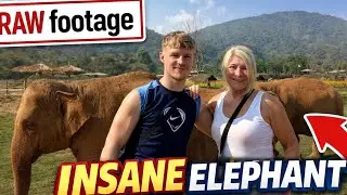 Elephant conservation sanctuary - a real life nature documentary THAILAND