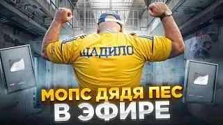 СТРИНГ МОПС ДЯДЯ ПЕС. АНДРЕЙ ЩАДИЛО