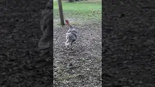 Big White Turkey