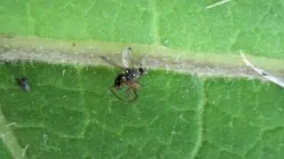 Black Scavenger Fly (Sepsidae) Poisoned
