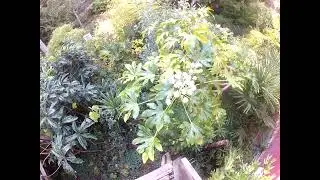 Northern Exotic garden full of Palms & flowering BLE's late November