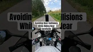 Avoiding Deer Collisions While Riding Near Cornfields