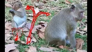 Why Popeye angry with Sweet pea Monkey? Popeye and Sweet pea fight to get corn.