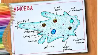 How To Draw Amoeba Easy/Amoeba Diagram/Amoeba Drawing