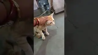 The apartment cat 😺.. He is cute but fights with other cats #cat #catlover #ytshort #shorts #filmora