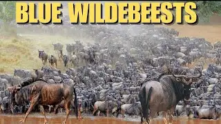 Blue Wildebeest Rules Africa's Savannah