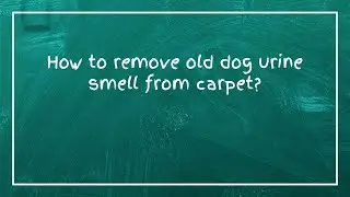 How to remove old dog urine smell from carpet?