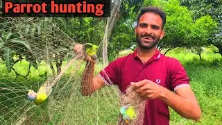 Parrot hunting with jaal || tota pakdne ka tarika || How to Catch Parrot || Parrot natural sounds