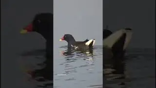 Moorhen Bird #moorhen #moorhens #hens #hen #birds #bird #birdspotting #nature #beautiful #look #yt
