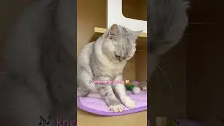 Jelly Making Biscuits 🍪🎵 | Tiny Paw