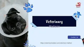 Veterinary Madison