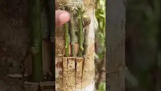 grafting #agriculture #farming #growing #pruning #lemond #planting #mango #grafting #adventure#