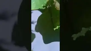 fish pond at home 🐟