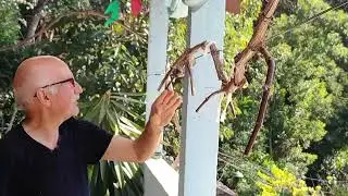 Enxertia e Viticultura Aula Pratica com Sergio Semerdjian no Plantar em Casa Aula 2
