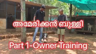 American bully owner training