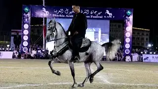قناص ابو كلوب و احمد الصعيدي مهرجان الشرقية لأدب الخيول العربية 2025