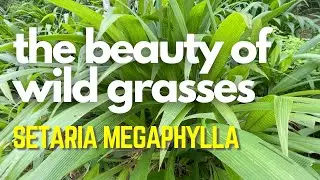 Красота диких трав - Setaria megaphylla