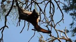 Grey-headed flying fox | Pteropus poliocephalus (Sydney, Australia)