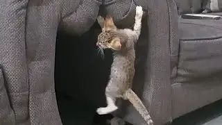 Adorable Rescue Kittens Dinner Time And Playing Like Monkeys