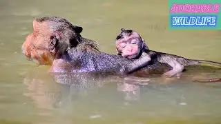 Relaxing Moments of Mommy Monkey With Taking Her Baby To Swim Into the River, Adorable Wildlife