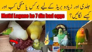 Jaldi or achi breeding ke lia box ya matki kab or kase lagie 🤔 Budgies parrots breeding tips