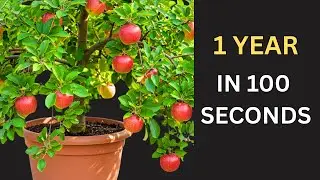 Apple 🍎 Growth From Seed to Fruit | 100 seconds Time Lapse