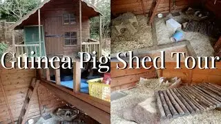 GUINEA PIG SHED TOUR - ENCLOSURE | Imy'sAnimals