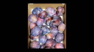 Fruit change into animal|plum turn into dog #ecodiscovery