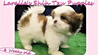 Laralie's Shih Tzu Puppies 💖 6 Weeks Old