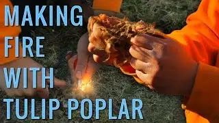 Best Natural Tinder Sources | Identifying Tulip Poplar Tree for Tinder & Friction Fire