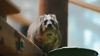 Awawa Hyrax, in the life of.