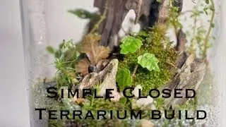 Simple Small Closed Terrarium Design