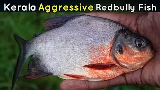 Kerala Aggressive Nutter Fish | Redbully Nutter Fish Farming In India | Nutter Fish In Kerala Farm