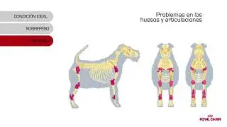 Obesidad en perros - Royal Canin