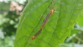 Nephrotoma Mating Together