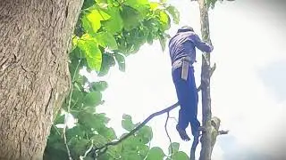 Manual Tree Cutting Skills in Rural Life #RuralAgriculture #TraditionalFarming